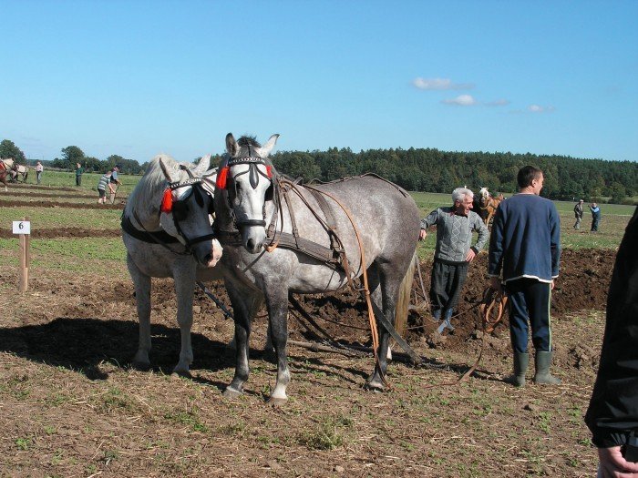 w-horce-bya-wielka-orka-foto-42450