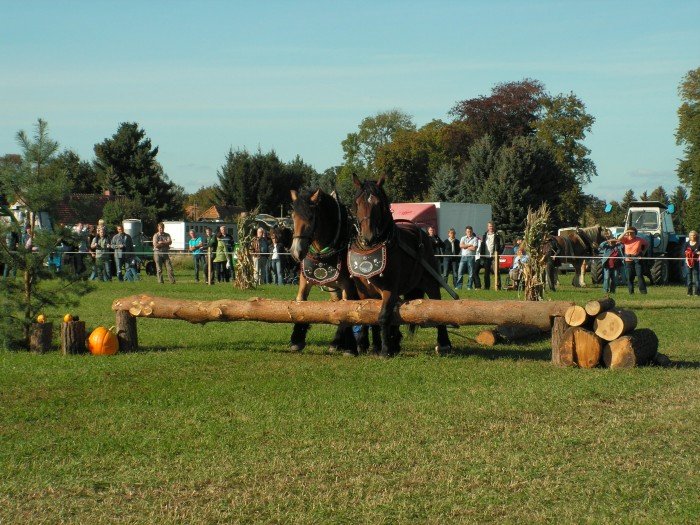 w-horce-bya-wielka-orka-foto-42450
