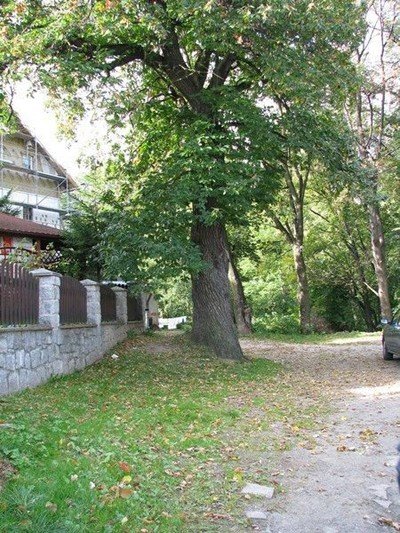 pod-sniezka-zaowocowa-najwyzej-poozony-w-polsce-kasztan-jadalny-foto-42465