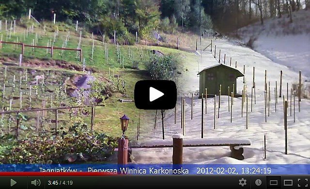 osiem-miesiecy-pierwszej-winnicy-karkonoskiej-w-259-sekund-video-42556