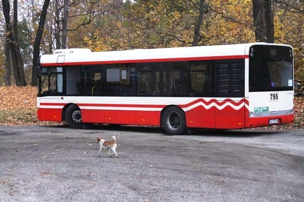 pies-porzucony-na-petli-autobusowej-nie-zostanie-bez-pomocy-foto-42727