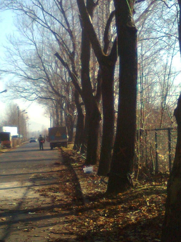 awantura-przy-wycince-chorych-drzew-przy-ul-azienkowskiej-43259