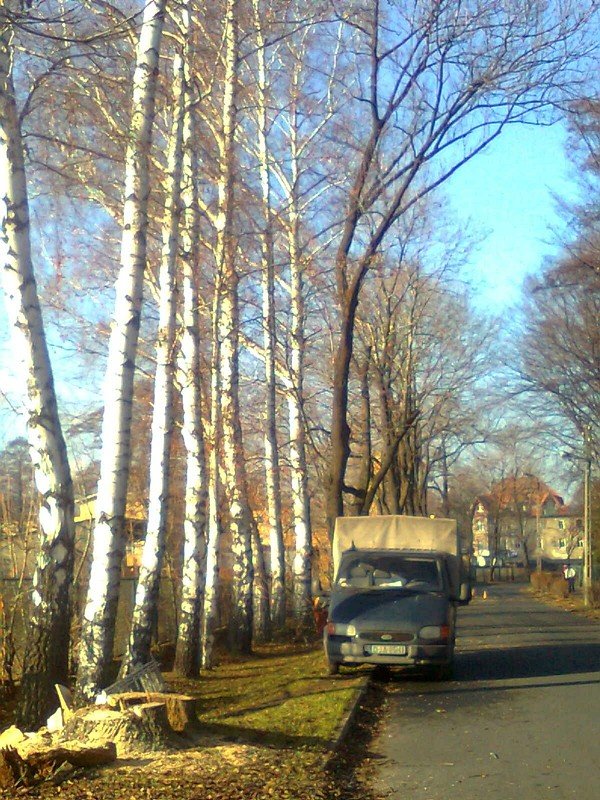 awantura-przy-wycince-chorych-drzew-przy-ul-azienkowskiej-43259