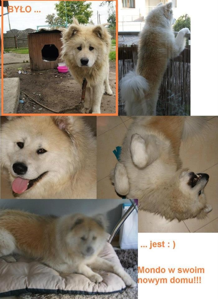 walcza-o-skrzywdzone-zwierzeta-foto-43567