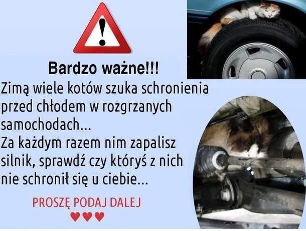 walcza-o-skrzywdzone-zwierzeta-foto-43567