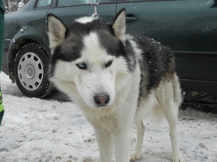 husky-czeka-na-swojego-opiekuna-44369