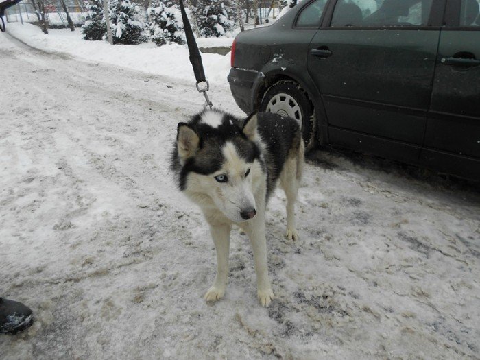 husky-czeka-na-swojego-opiekuna-44369