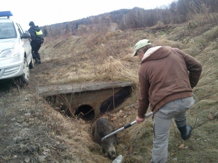 straznicy-na-pomoc-zwierzetom-foto-44474