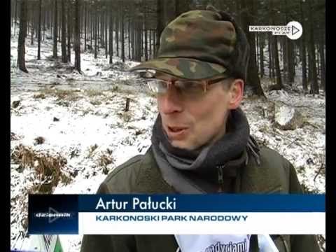 dziennik-2013-02-05-44576
