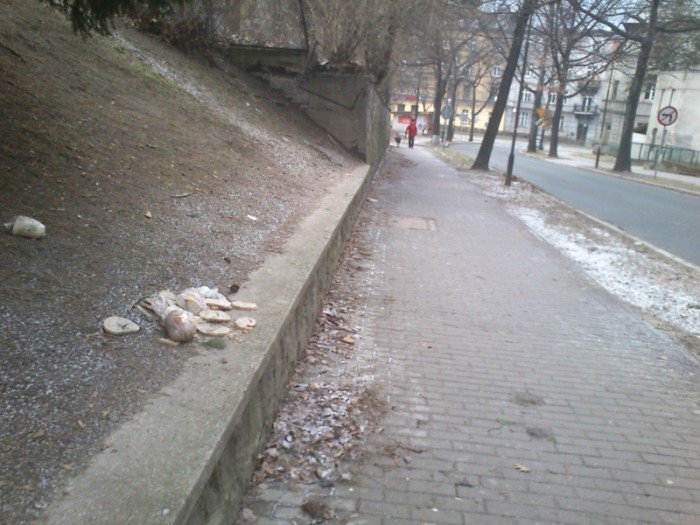 karmisz-ptaki-uwazaj-jak-i-czym-bo-mozesz-je-zabic-44581
