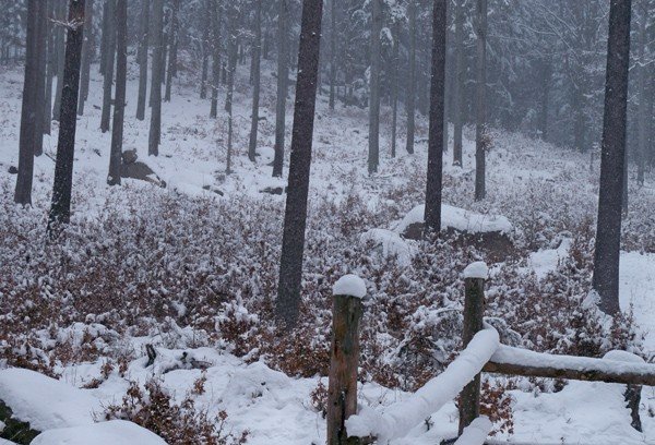przedszkolaki-dokarmiay-lesne-zwierzeta-i-szukay-ich-tropow-foto-44968