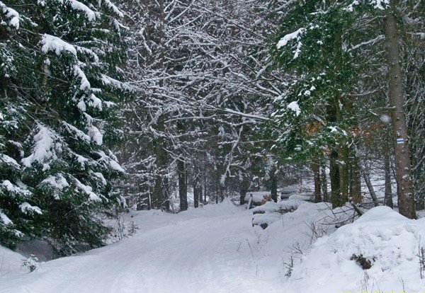 przedszkolaki-dokarmiay-lesne-zwierzeta-i-szukay-ich-tropow-foto-44968