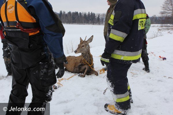 chmara-jeleni-wpada-do-stawu-w-podgorzynie-zwierzeta-ratowali-strazacy-foto-45331