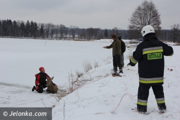 chmara-jeleni-wpada-do-stawu-w-podgorzynie-zwierzeta-ratowali-strazacy-foto-45331