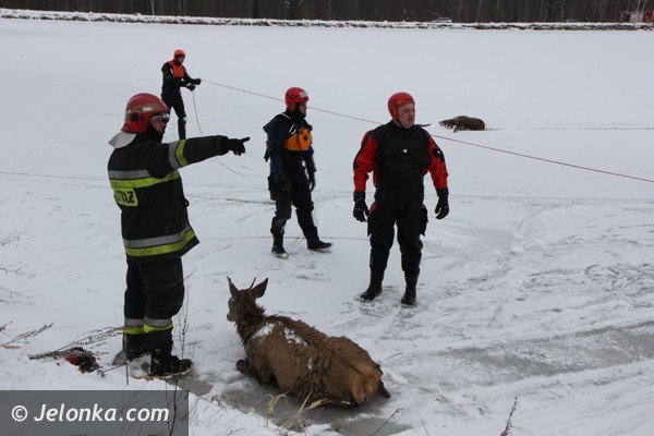 chmara-jeleni-wpada-do-stawu-w-podgorzynie-zwierzeta-ratowali-strazacy-foto-45331
