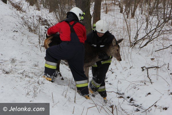 chmara-jeleni-wpada-do-stawu-w-podgorzynie-zwierzeta-ratowali-strazacy-foto-45331