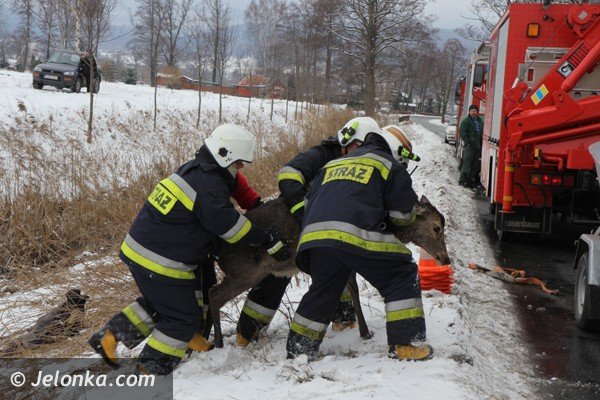 chmara-jeleni-wpada-do-stawu-w-podgorzynie-zwierzeta-ratowali-strazacy-foto-45331