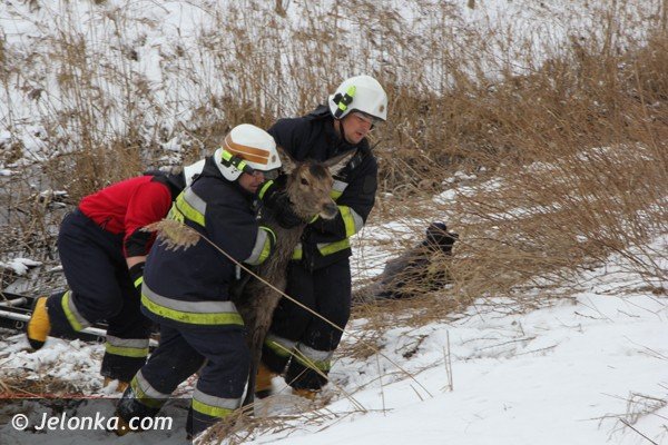 chmara-jeleni-wpada-do-stawu-w-podgorzynie-zwierzeta-ratowali-strazacy-foto-45331