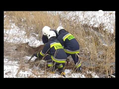 dziennik-2013-03-15-45339