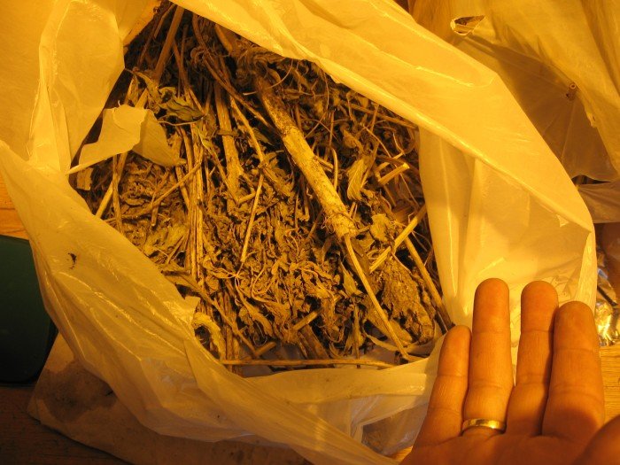 dziakowiec-z-marihuana-foto-45584