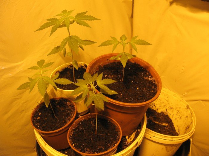 dziakowiec-z-marihuana-foto-45584