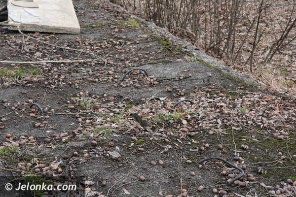 rodzice-plac-zabaw-przy-ul-dembowskiego-zagraza-bezpieczenstwu-dzieci-foto-45895