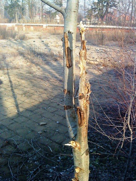 czytelnik-sobieszow-to-dzielnica-cudow-foto-46405