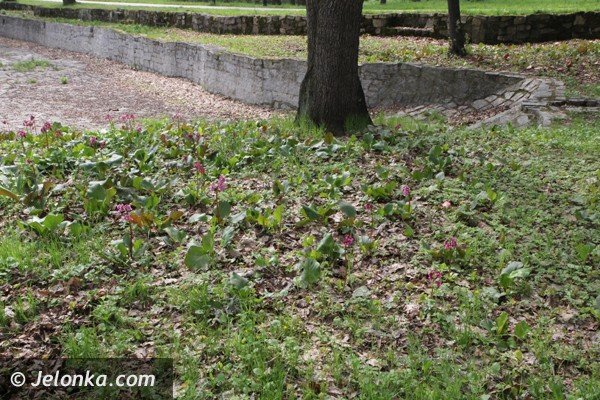 park-zdrojowy-wciaz-do-poprawki-foto-46428