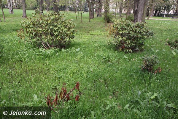 park-zdrojowy-wciaz-do-poprawki-foto-46428