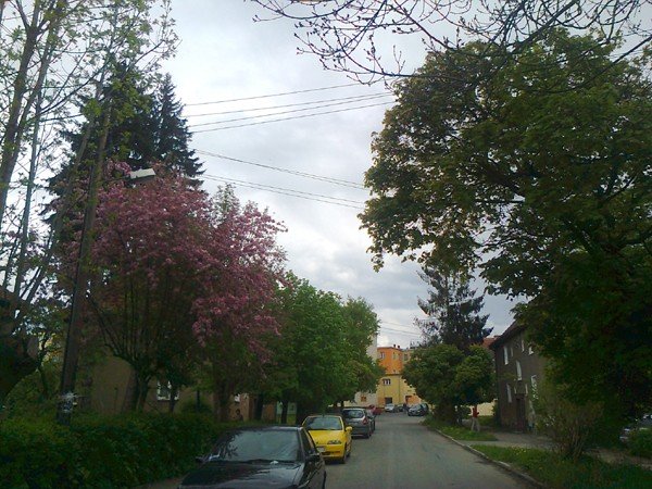 czytelnik-konary-drzew-miedzy-liniami-energetycznymi-pod-napieciem-foto-46447