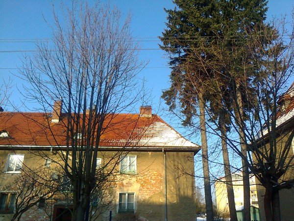czytelnik-konary-drzew-miedzy-liniami-energetycznymi-pod-napieciem-foto-46447