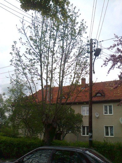 czytelnik-konary-drzew-miedzy-liniami-energetycznymi-pod-napieciem-foto-46447