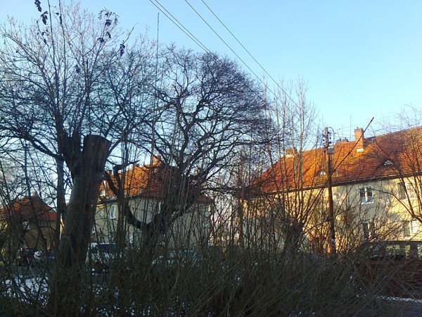 czytelnik-konary-drzew-miedzy-liniami-energetycznymi-pod-napieciem-foto-46447