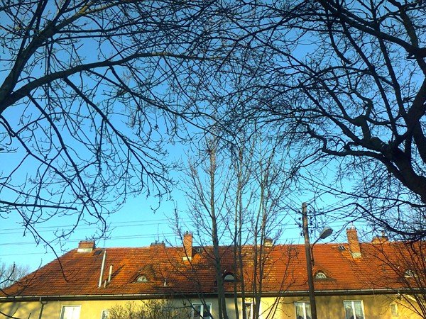 czytelnik-konary-drzew-miedzy-liniami-energetycznymi-pod-napieciem-foto-46447