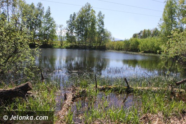 sniete-i-chore-ryby-w-tzw-balatonie-w-staniszowie-foto-46506