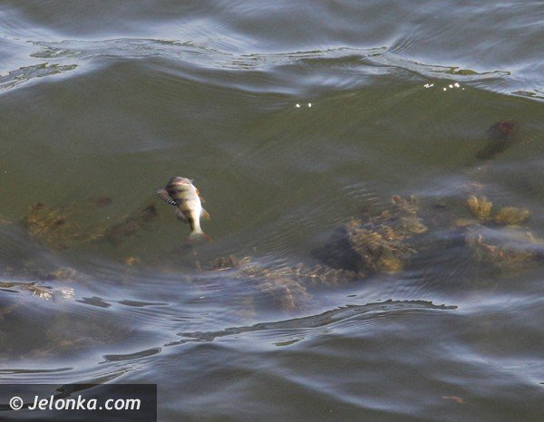 sniete-i-chore-ryby-w-tzw-balatonie-w-staniszowie-foto-46506