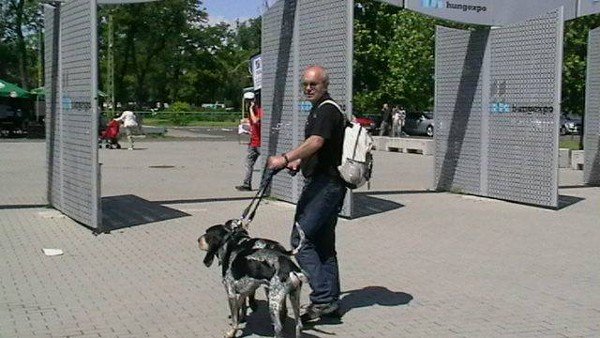 jeleniogorski-pies-zwyciezca-swiata-na-wystawie-w-budapeszcie-foto-46597