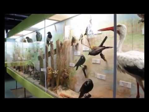nowa-siedziba-muzeum-przyrodniczego-prawie-gotowa-46604
