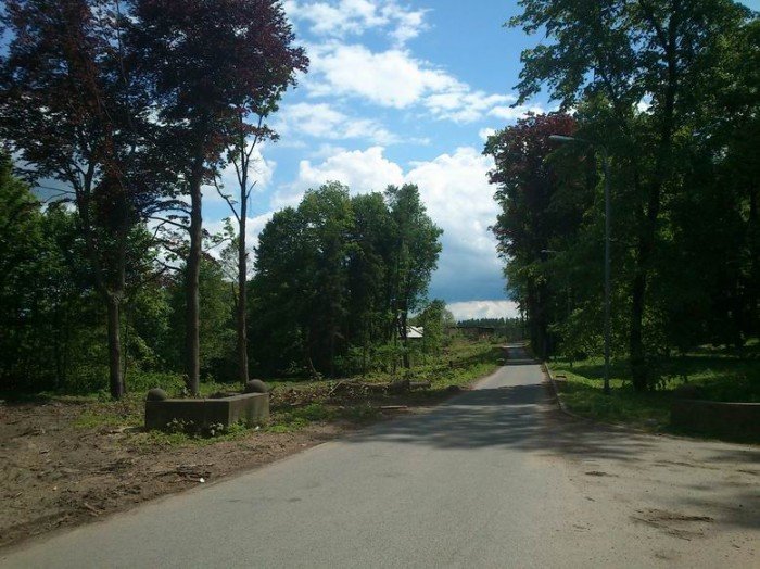 przy-drodze-na-paulinum-wycieto-prawie-200-drzew-foto-46678