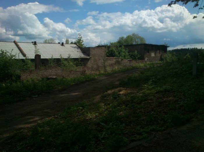 przy-drodze-na-paulinum-wycieto-prawie-200-drzew-foto-46678