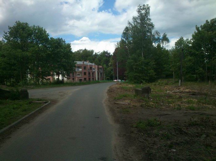 przy-drodze-na-paulinum-wycieto-prawie-200-drzew-foto-46678