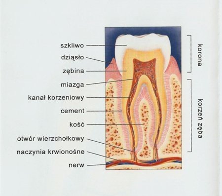 stomatologia-pod-narkoza-46683