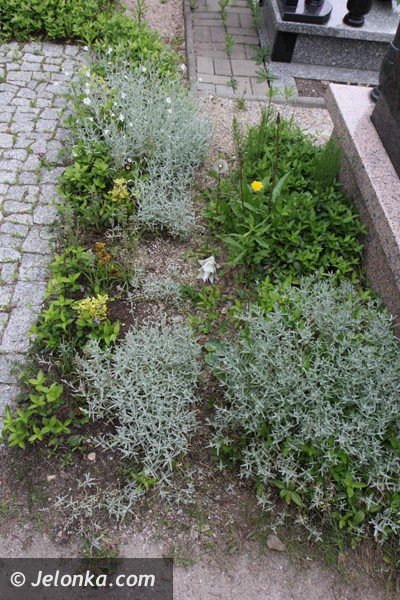 porzadki-prawne-na-jeleniogorskich-cmentarzach-foto-46712