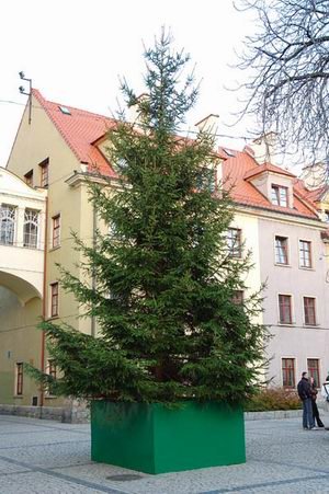 mamy-juz-choinke-na-placu-ratuszowym-4676
