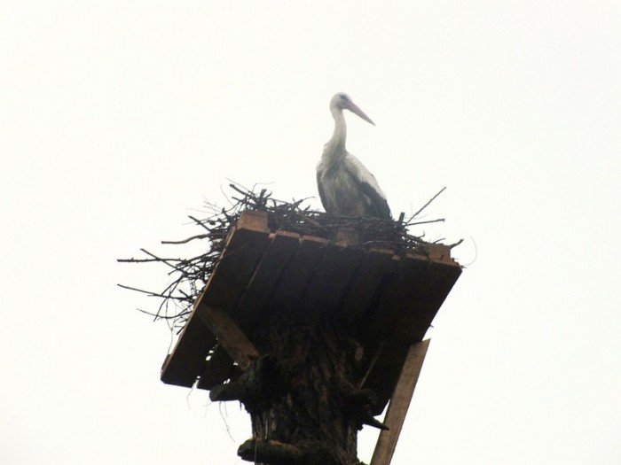 strazacy-i-mieszkancy-uratowali-bocianiego-pisklaka-foto-46849