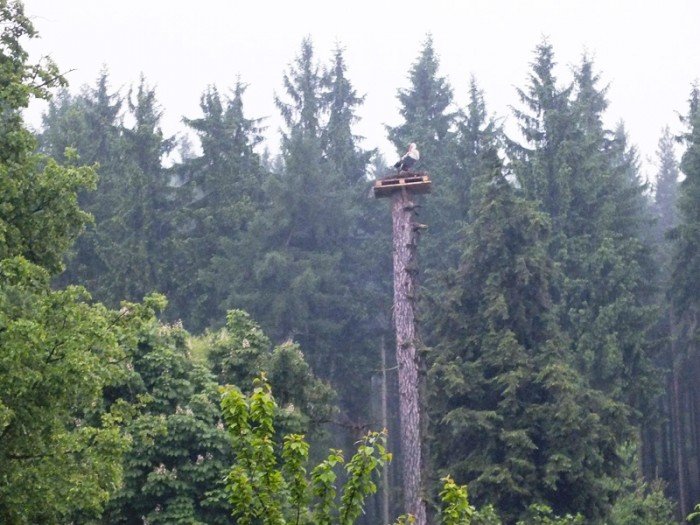 strazacy-i-mieszkancy-uratowali-bocianiego-pisklaka-foto-46849