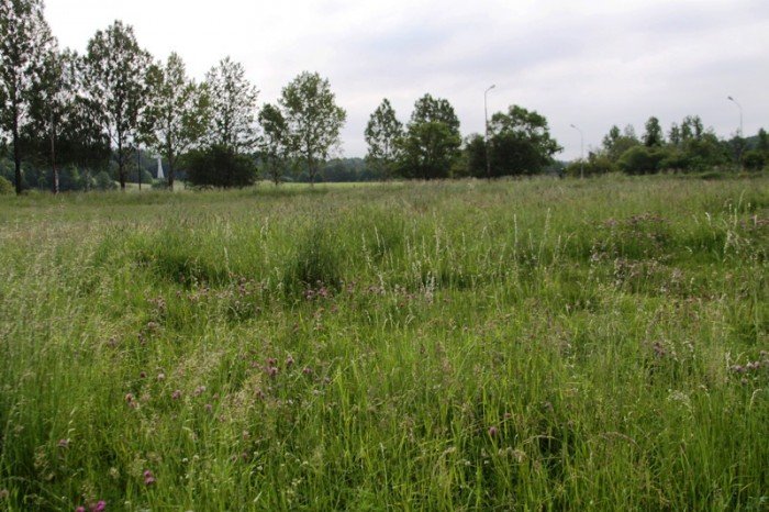 zarosniete-pobocza-zaniedbane-skwery-to-wstyd-foto-47025