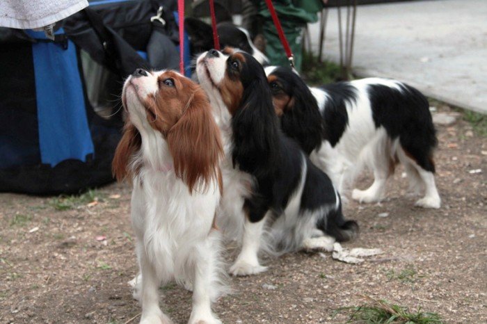 setki-psich-pieknosci-w-cieplicach-foto-47205