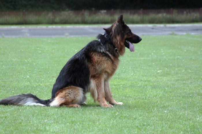 setki-psich-pieknosci-w-cieplicach-foto-47205
