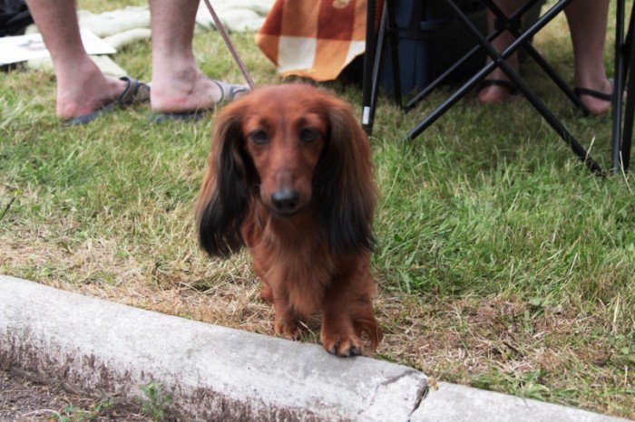 setki-psich-pieknosci-w-cieplicach-foto-47205